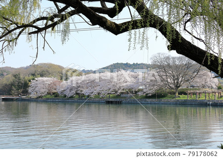 Cherry blossoms, ponds and willow trees ② 79178062