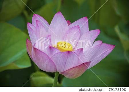 蓮花 蓮花 79178108
