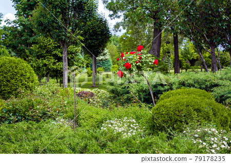 flower bed with red rose and in a garden bed of backyard park with a landscape on a sunny summer day, nobody. 79178235