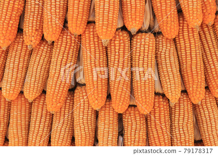 Yellow dried corn bundle together texture Yellow dried corn bundle together texture 79178317