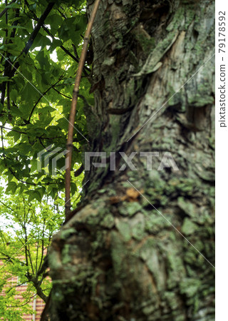 At the tree-lined road of Suzukake 79178592