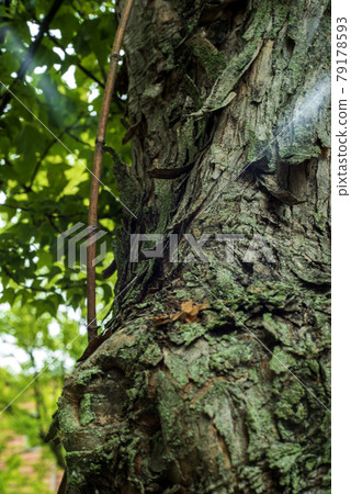 At the tree-lined road of Suzukake 79178593