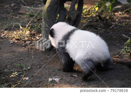 Walking baby gray panda 79178638