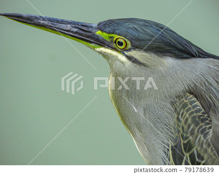 Striated heron (head up) (scientific name: Butorides striatus) Striated heron (head up) (scientific name: Butorides striatus) 79178639