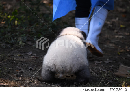 Walking baby gray panda 79178640