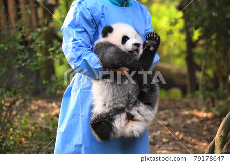 灰熊貓寶寶很高興被飼養員擁抱 79178647