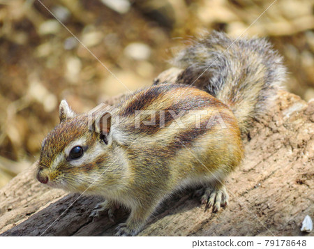 蝦夷花栗鼠（學名：Tamias sibiricus lineatus） 79178648