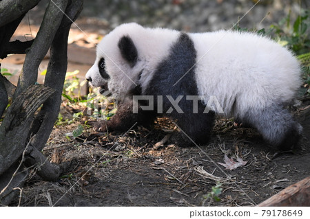 行走的小灰熊貓 79178649