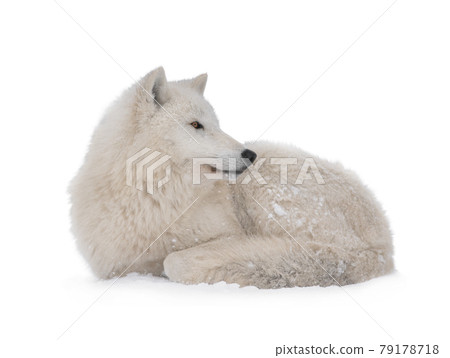 arctic wolf lies isolated on white background arctic wolf lies isolated on white background 79178718
