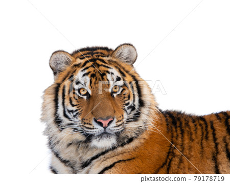 tiger portrait isolated on white background tiger portrait isolated on white background 79178719