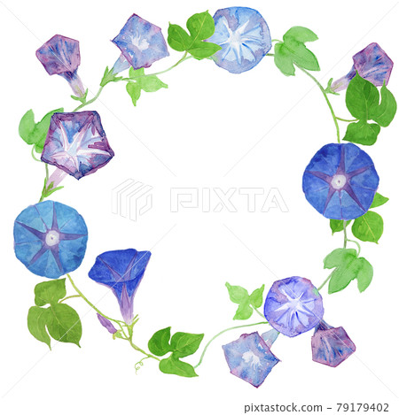 Blue morning glory watercolor illustration wreath Blue morning glory watercolor illustration wreath 79179402