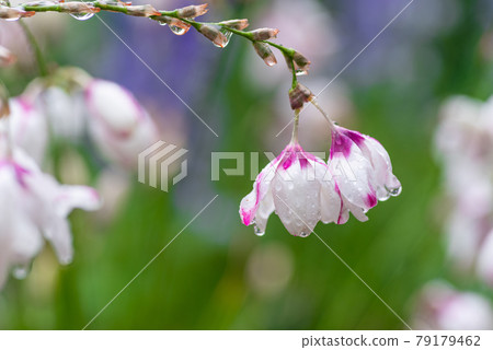 Rainy wet flowers 79179462