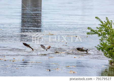 Hakuren jump Hakuren jump 79179527