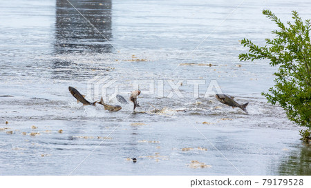 Hakuren jump 79179528