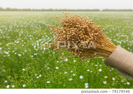 large bunch of dry flax on the background of a blooming flax field, concept large bunch of dry flax on the background of a blooming flax field, concept 79179546