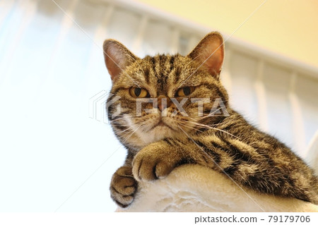 American Shorthair Brown Tabby with a tight nose with both hands American Shorthair Brown Tabby with a tight nose with both hands 79179706