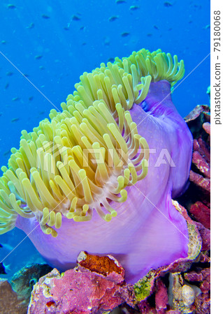 Magnificent Sea anemone, Bunaken National Marine Park, Sulawesi, Indonesia Magnificent Sea anemone, Bunaken National Marine Park, Sulawesi, Indonesia 79180068