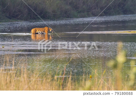 Bengal Tiger, Royal Bardia National Park, Nepal. Bengal Tiger, Royal Bardia National Park, Nepal. 79180088