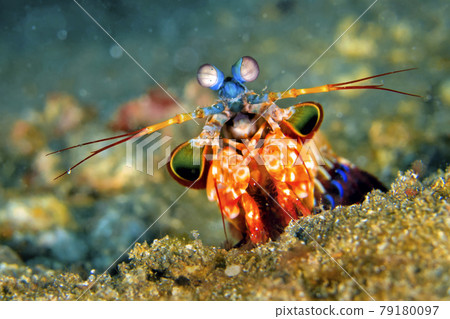 Mantis Shrimp, Peacock Mantis, Lembeh, North Sulawesi, Indonesia Mantis Shrimp, Peacock Mantis, Lembeh, North Sulawesi, Indonesia 79180097