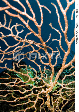Gorgonian, Caribbean Sea, Playa Giron, Cuba 79180102