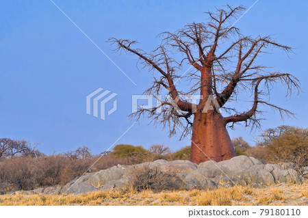 Baobab, Makgadikgadi Pans National Park, Botswana 79180110