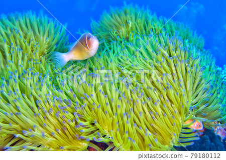 Pink Anemonefish, Bunaken National Marine Park, Sulawesi, Indonesia Pink Anemonefish, Bunaken National Marine Park, Sulawesi, Indonesia 79180112