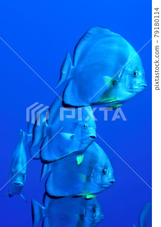 Circular batfish, Red Sea, Egypt Circular batfish, Red Sea, Egypt 79180114