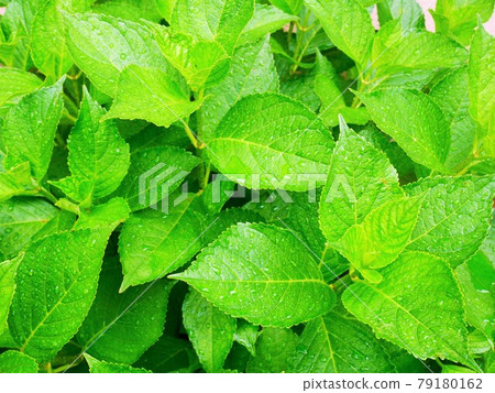 Green 79180162