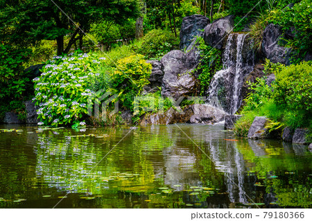 The garden of Saishotei where hydrangeas bloom, the Japanese garden of Aviation Memorial Park (Tokorozawa City, Saitama Prefecture) The garden of Saishotei where hydrangeas bloom, the Japanese garden of Aviation Memorial Park (Tokorozawa City, Saitama Prefecture) 79180366