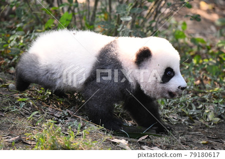 行走的小灰熊貓 行走的小灰熊貓 79180617