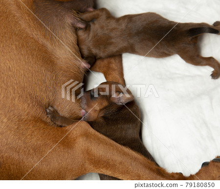 Newborn puppies are fed their mother's milk for the first time. Newborn puppies are fed their mother's milk for the first time. 79180850