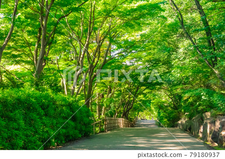 綠意盎然的東山植物園<愛知縣名古屋市> 79180937