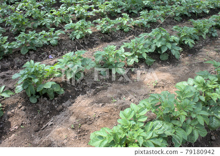Potato field 79180942
