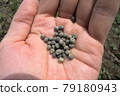Okra's seed 79180943