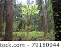 Kosi bra of wild vegetables 79180944