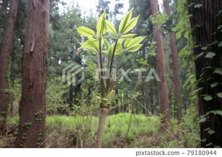 Kosi bra of wild vegetables 79180944