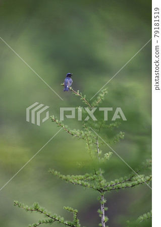 鳴叫Ooruri男 79181519