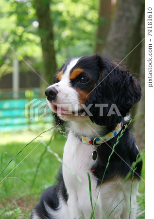 Cavalier 79181610