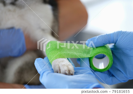 Veterinarian is bandaging dog sore paw closeup Veterinarian is bandaging dog sore paw closeup 79181655