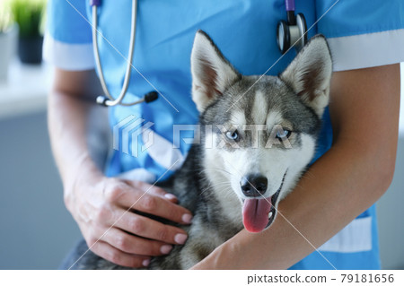 Handsome little husky at veterinarian appointment closeup Handsome little husky at veterinarian appointment closeup 79181656