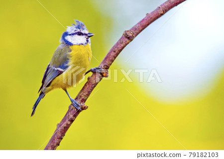 Blue Tit, Mediterranean Forest, Spain 79182103