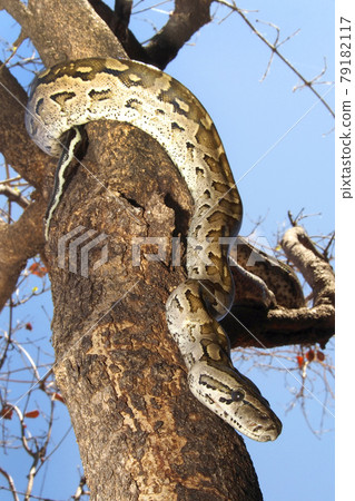 African Rock Python, Chobe National Park, Botswana. 79182117
