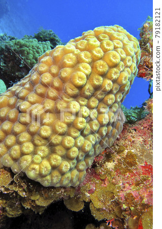 Soft Coral, Caribbean Sea, Playa Giron, Cuba 79182121