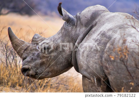 White Rhinoceros, Khama Rhino Sanctuary, Botswana 79182122