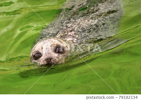 Harbour Seal, Deltapark Neeltje Jans, Netherlands 79182134