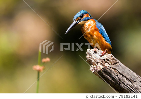 Kingfisher, Monfrague National Park, Spain 79182141