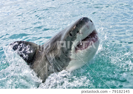 Great White Shark, Gansbaai, Western Cape, South Africa Great White Shark, Gansbaai, Western Cape, South Africa 79182145