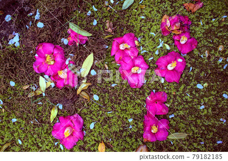 Camellia flower 79182185