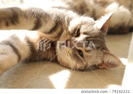 Cat American Shorthair Blue Tabby Stretching With Annoying Face 79182222