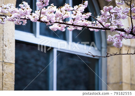Photographed the okame cherry blossoms at Chiyotokuji, Sakyo-ku, Kyoto 79182555